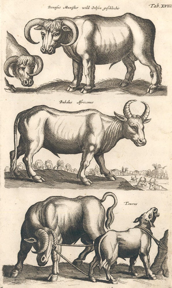 Item nr. 155648 Tab. XVIII. Wild Ochsen Geschlecht [Wild ox], Bubalus Africanus [African buffalo] and Taurus [bull]. Historia Naturalis, De Quadrupedibus. Johann Jonston.
