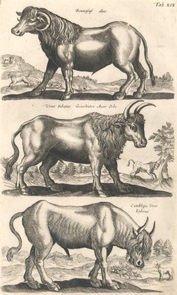 Item nr. 155649 Tab. XIX. Bonnasus alius [European bison], Urus Iubatus [ox] and Catoblepa Vras...