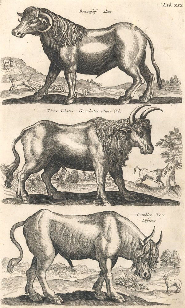 Item nr. 155649 Tab. XIX. Bonnasus alius [European bison], Urus Iubatus [ox] and Catoblepa Vras [Catoblepas or legendary Ethiopian beast]. Historia Naturalis, De Quadrupedibus. Johann Jonston.