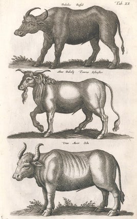 Item nr. 155650 Tab. XX. Bubalus Buffel [bovine], Alius Bubala [buffalo] and Urus [Aurochs, an...