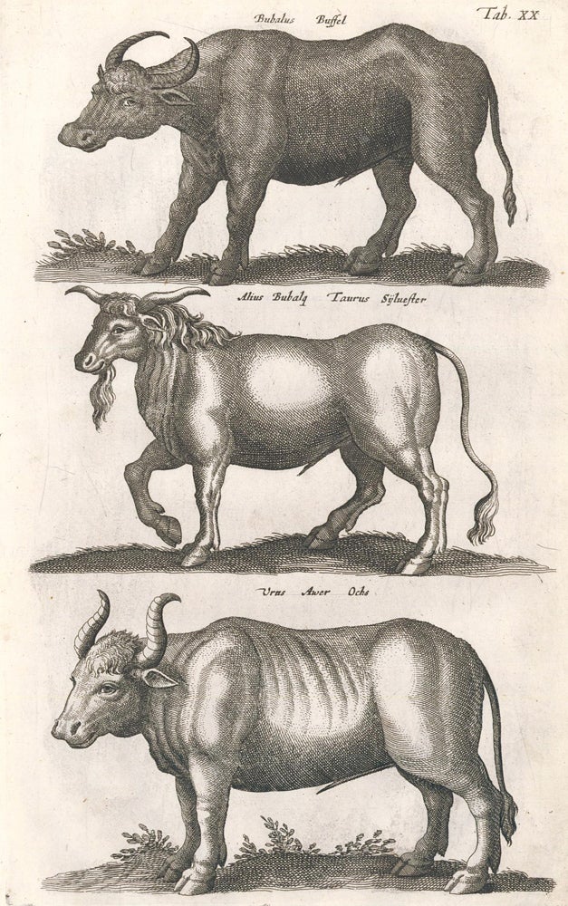 Item nr. 155650 Tab. XX. Bubalus Buffel [bovine], Alius Bubala [buffalo] and Urus [Aurochs, an extinct type of cattle]. Historia Naturalis, De Quadrupedibus. Johann Jonston.
