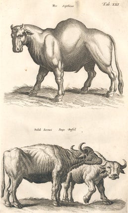 Item nr. 155651 Tab. XXI. Bos Scythicus [Scythian bull] and Bubali Invenci [extinct buffalo]....