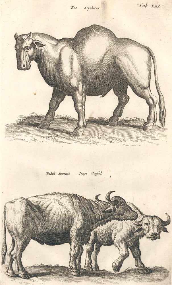 Item nr. 155651 Tab. XXI. Bos Scythicus [Scythian bull] and Bubali Invenci [extinct buffalo]. Historia Naturalis, De Quadrupedibus. Johann Jonston.