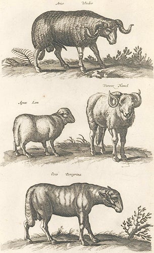 Item nr. 155652 Tab. XXII. Aries [ram], Agnus [lamb], Vervex [mutton], and Ovis [sheep]. Historia Naturalis, De Quadrupedibus. Johann Jonston.