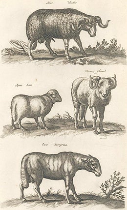 Tab. XXII. Aries [ram], Agnus [lamb], Vervex [mutton], and Ovis [sheep]. Historia Naturalis, De Quadrupedibus.