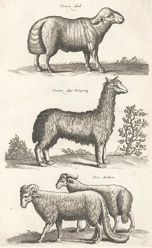 Item nr. 155653 Tab. XXIII. Vervex aliud [mutton species], Vervex alius Peregrinae [foreign mutton], and Ovis Arabica [Arabian sheep]. Historia Naturalis, De Quadrupedibus. Johann Jonston.
