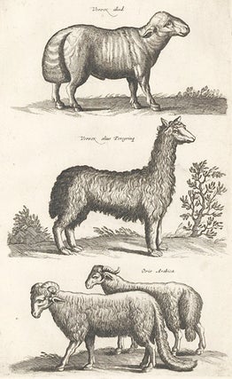 Tab. XXIII. Vervex aliud [mutton species], Vervex alius Peregrinae [foreign mutton], and Ovis Arabica [Arabian sheep]. Historia Naturalis, De Quadrupedibus.