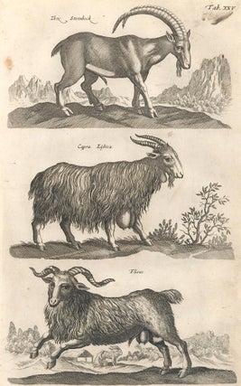 Item nr. 155656 Tab. XXV. Ibex, Steinbock [Alpine ibex], Capra Lybica [African goat], and Flirus...