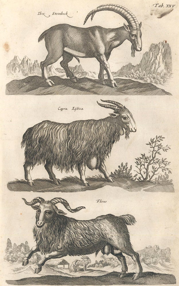 Item nr. 155656 Tab. XXV. Ibex, Steinbock [Alpine ibex], Capra Lybica [African goat], and Flirus [goat species]. Historia Naturalis, De Quadrupedibus. Johann Jonston.