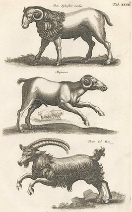 Item nr. 155662 Tab. XXVIII. Ibex Sylvester Sardus [ibex], Musimona [Mouflon], Trais Uel Ibex...