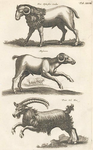 Item nr. 155662 Tab. XXVIII. Ibex Sylvester Sardus [ibex], Musimona [Mouflon], Trais Uel Ibex [ibex]. Historia Naturalis, De Quadrupedibus. Johann Jonston.