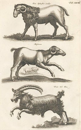 Tab. XXVIII. Ibex Sylvester Sardus [ibex], Musimona [Mouflon], Trais Uel Ibex [ibex]. Historia Naturalis, De Quadrupedibus.