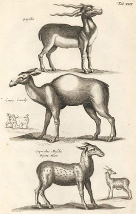 Item nr. 155663 Tab. XXIX. Gazella [Gazelle], Cervo Camelae [camel], Capreolus Moschi Bisemthier...