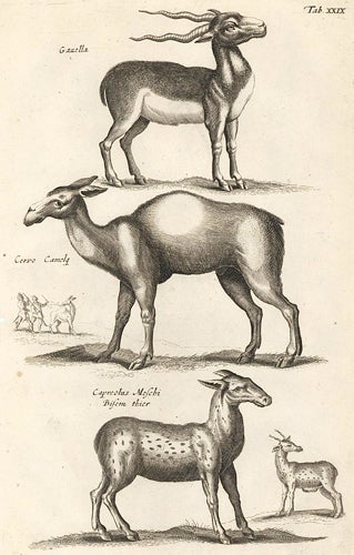 Item nr. 155663 Tab. XXIX. Gazella [Gazelle], Cervo Camelae [camel], Capreolus Moschi Bisemthier [Musk deer]. Historia Naturalis, De Quadrupedibus. Johann Jonston.