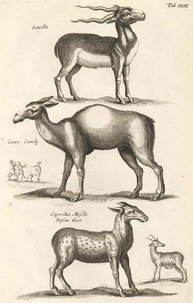 Tab. XXIX. Gazella [Gazelle], Cervo Camelae [camel], Capreolus Moschi Bisemthier [Musk deer]. Historia Naturalis, De Quadrupedibus.