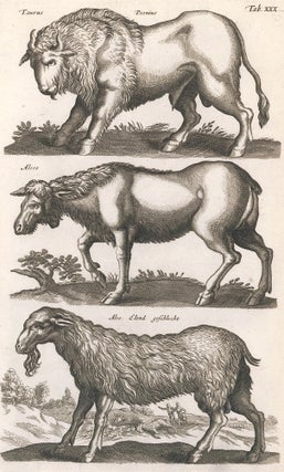 Item nr. 155664 Tab. XXX. Taurus, Peonius [Bull], Alces [Elk], Alce Elend Geschlecht [female...