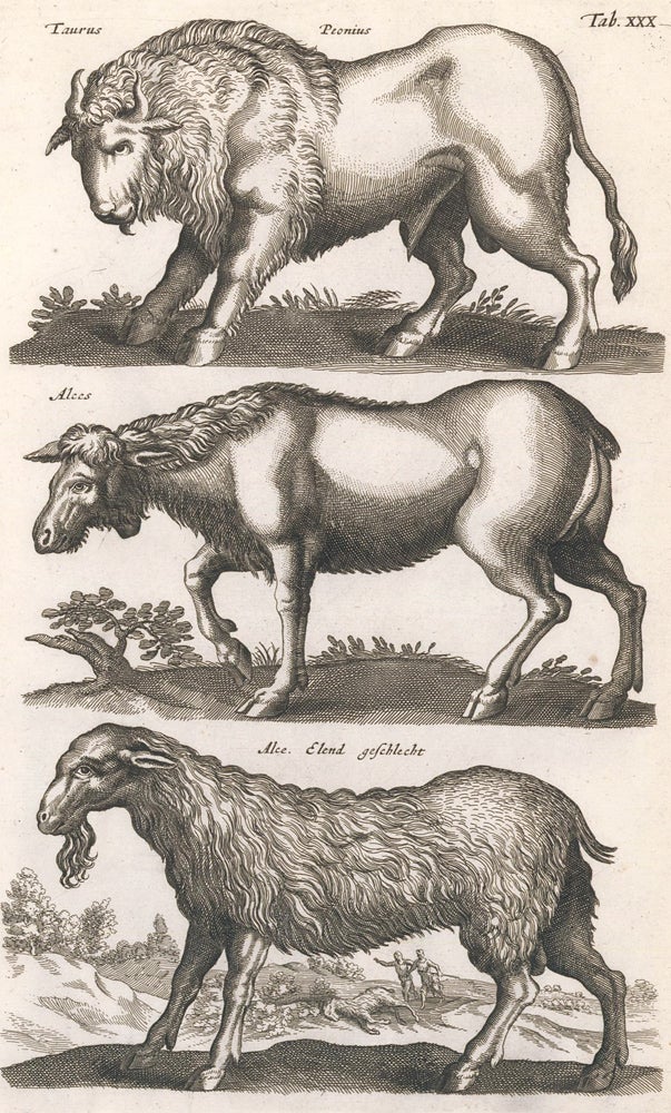 Item nr. 155664 Tab. XXX. Taurus, Peonius [Bull], Alces [Elk], Alce Elend Geschlecht [female moose]. Historia Naturalis, De Quadrupedibus. Johann Jonston.