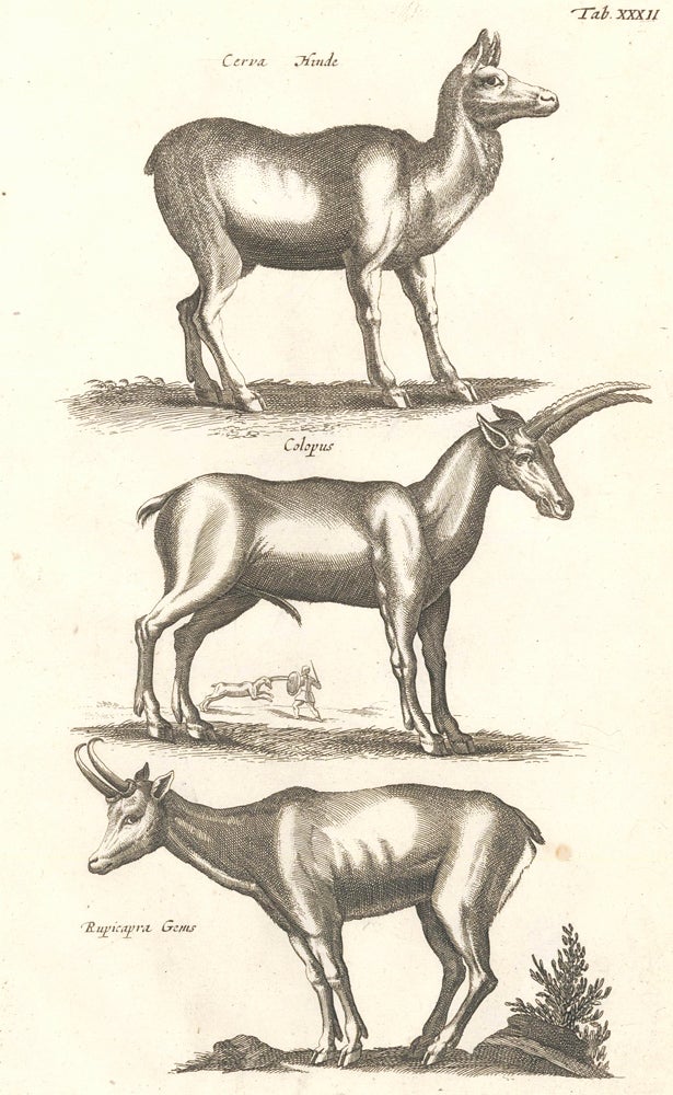 Item nr. 155667 Tab. XXXII. Cerva, Hinde [deer], Colopus [African deer], Rupicapra, Gems [Chamois]. Historia Naturalis, De Quadrupedibus. Johann Jonston.