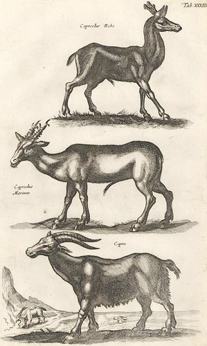 Item nr. 155668 Tab. XXXIII. Capreolus, Rehe [Chamois, deer], Capreolus Marinus [deer], Capra [goat]. Historia Naturalis, De Quadrupedibus. Johann Jonston.