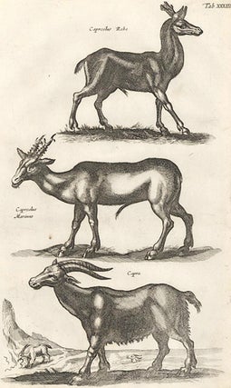 Tab. XXXIII. Capreolus, Rehe [Chamois, deer], Capreolus Marinus [deer], Capra [goat]. Historia Naturalis, De Quadrupedibus.