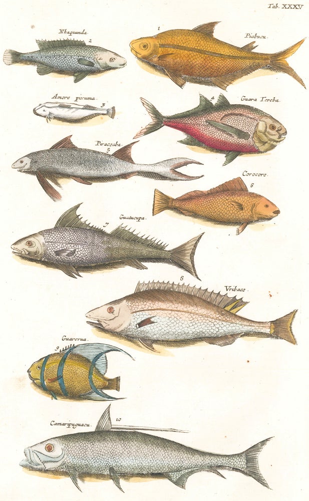 Item nr. 155671 Tab. XXXV. South American fish species. Historia Naturalis, De Quadrupedibus. Johann Jonston.