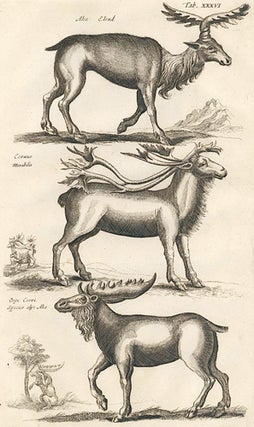 Item nr. 155673 Tab. XXXVI. Alce, Elend [elk], Cervus Mirabilis [Reindeer] and Oryx Cervi Species...
