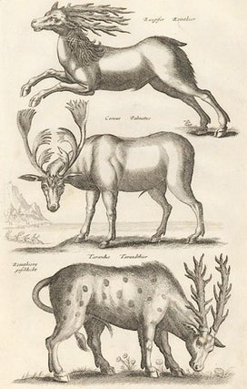 Tab. XXXVII. Rangifer, Reinthier [Reindeer], Cervus Palmatus and Tarandus, Tarandthier; Reinthiers geschlect. Historia Naturalis, De Quadrupedibus.