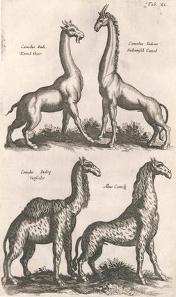 Item nr. 155677 Tab. XL. Camelus Indi., Kamel thier and Camelus Indicus, Indianisch Camel [Indian...