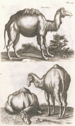 Item nr. 155678 Tab. XLI. Dromedary [Dromedary or Arabian Camel]. Historia Naturalis, De...