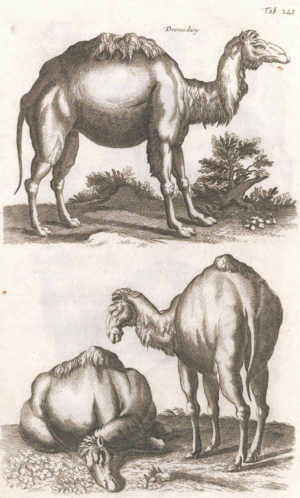 Item nr. 155678 Tab. XLI. Dromedary [Dromedary or Arabian Camel]. Historia Naturalis, De Quadrupedibus. Johann Jonston.