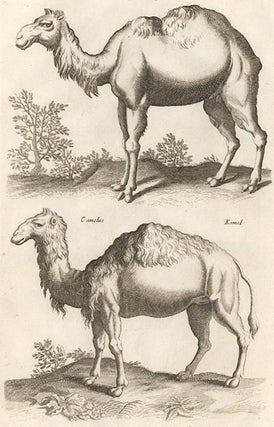 Item nr. 155679 Tab. XLII. Dromedary [Dromedary or Arabian Camel]; Camelus, Kamel [camel]....