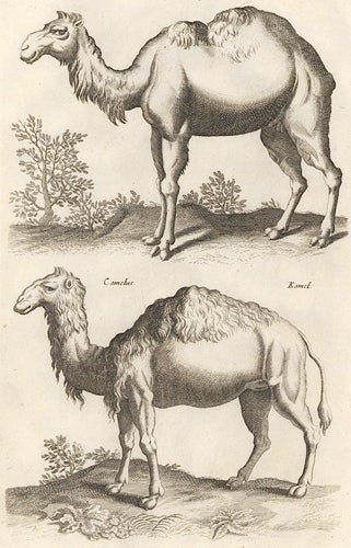 Item nr. 155679 Tab. XLII. Dromedary [Dromedary or Arabian Camel]; Camelus, Kamel [camel]. Historia Naturalis, De Quadrupedibus. Johann Jonston.