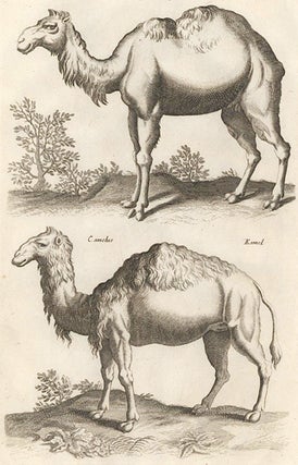 Tab. XLII. Dromedary [Dromedary or Arabian Camel]; Camelus, Kamel [camel]. Historia Naturalis, De Quadrupedibus.