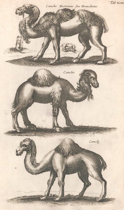 Item nr. 155680 Tab. XLIII. Camelus Bactrianus seu Dromedarius [Bactrian camel]; Camelus [camel,...
