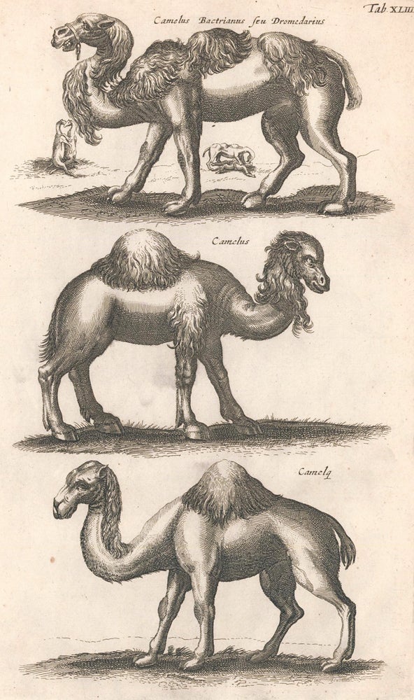 Item nr. 155680 Tab. XLIII. Camelus Bactrianus seu Dromedarius [Bactrian camel]; Camelus [camel, male]; Camelae [camel, female]. Historia Naturalis, De Quadrupedibus. Johann Jonston.