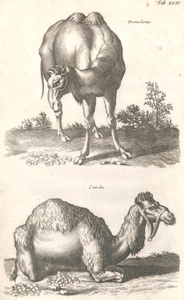 Item nr. 155681 Tab. XLIV. Dromedarius [dromedary]; Camelus [camel]. Historia Naturalis, De...