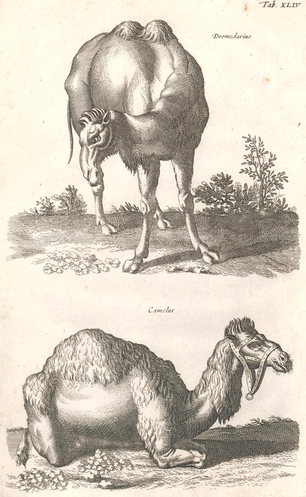 Item nr. 155681 Tab. XLIV. Dromedarius [dromedary]; Camelus [camel]. Historia Naturalis, De Quadrupedibus. Johann Jonston.