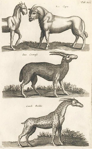 Tab. XLV. Lea Capra human-faced Lion-Goat ; Ouis Cretensis; Camelo  Paradalis Giraffe . Historia Naturalis, De Quadrupedibus by Johann Jonston  on Ursus ...