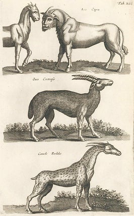Item nr. 155682 Tab. XLV. Lea Capra [human-faced Lion-Goat]; Ouis Cretensis; Camelo Paradalis...
