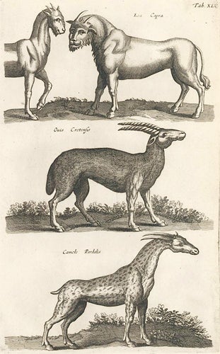 Item nr. 155682 Tab. XLV. Lea Capra [human-faced Lion-Goat]; Ouis Cretensis; Camelo Paradalis [Giraffe]. Historia Naturalis, De Quadrupedibus. Johann Jonston.
