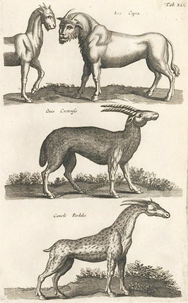 Tab. XLV. Lea Capra [human-faced Lion-Goat]; Ouis Cretensis; Camelo Paradalis [Giraffe]. Historia Naturalis, De Quadrupedibus.
