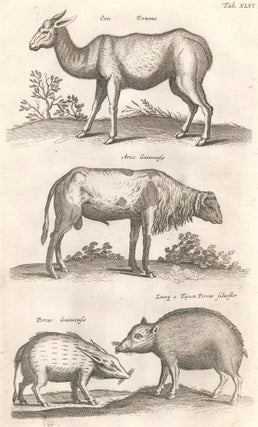 Item nr. 155684 Tab. XLVI. Ovis Peruana [Peruvian sheep or llama]; Aries Guineensis [African...
