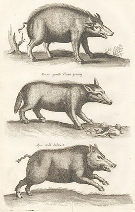 Item nr. 155687 Tab. XLVII. Verres, Eber [boar]; Aper, Wild Schwein [Wild boar]; Scrofa, Mock...