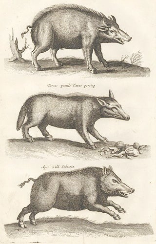 Item nr. 155687 Tab. XLVII. Verres, Eber [boar]; Aper, Wild Schwein [Wild boar]; Scrofa, Mock [sow]. Historia Naturalis, De Quadrupedibus. Johann Jonston.