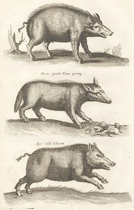 Tab. XLVII. Verres, Eber [boar]; Aper, Wild Schwein [Wild boar]; Scrofa, Mock [sow]. Historia Naturalis, De Quadrupedibus.
