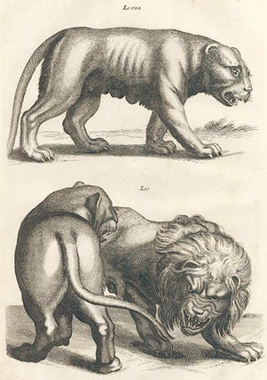 Item nr. 155688 Tab. LI. Leaena [lioness]; Leo [lion]. Historia Naturalis, De Quadrupedibus....