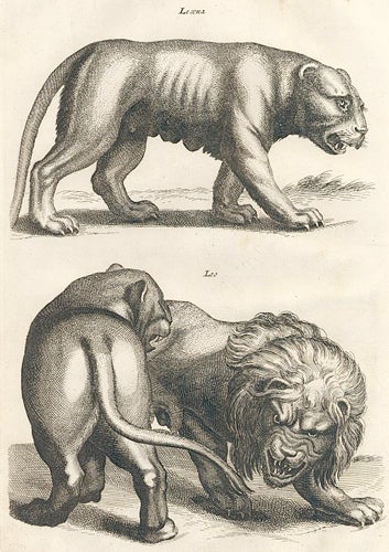 Item nr. 155688 Tab. LI. Leaena [lioness]; Leo [lion]. Historia Naturalis, De Quadrupedibus. Johann Jonston.