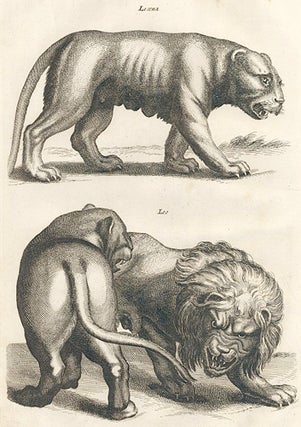 Tab. LI. Leaena [lioness]; Leo [lion]. Historia Naturalis, De Quadrupedibus.