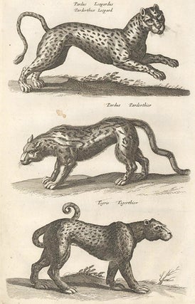 Item nr. 155689 ab. LIII. Pardus, Leopardus, Parderthier, Leopard; Pardis, Parderthier [leopard];...