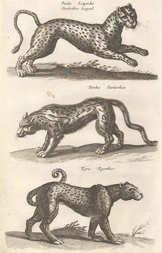 Item nr. 155689 ab. LIII. Pardus, Leopardus, Parderthier, Leopard; Pardis, Parderthier [leopard]; Tigris, Tigerthier [tiger]. Historia Naturalis, De Quadrupedibus. Johann Jonston.